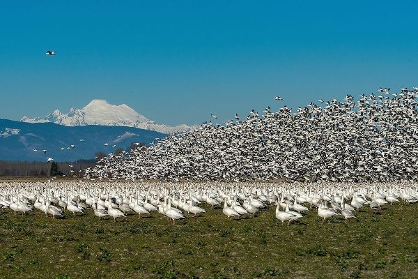 Washington State-Skagit Valley Lesser snow geese flock takeoff